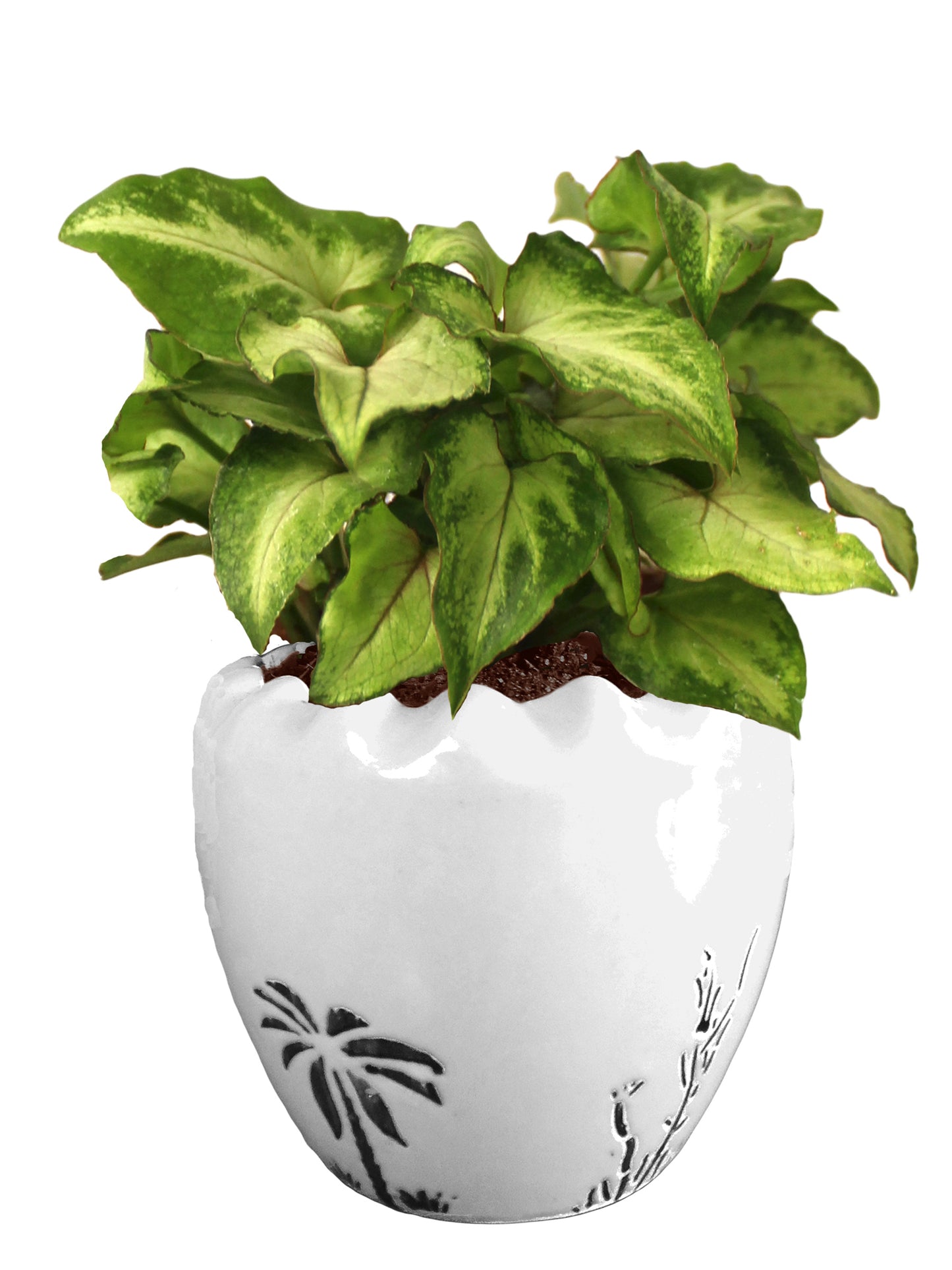 Good Luck Air Purifying Live Green Syngonium Plant in White Ruffel Aroez Ceramic Pot