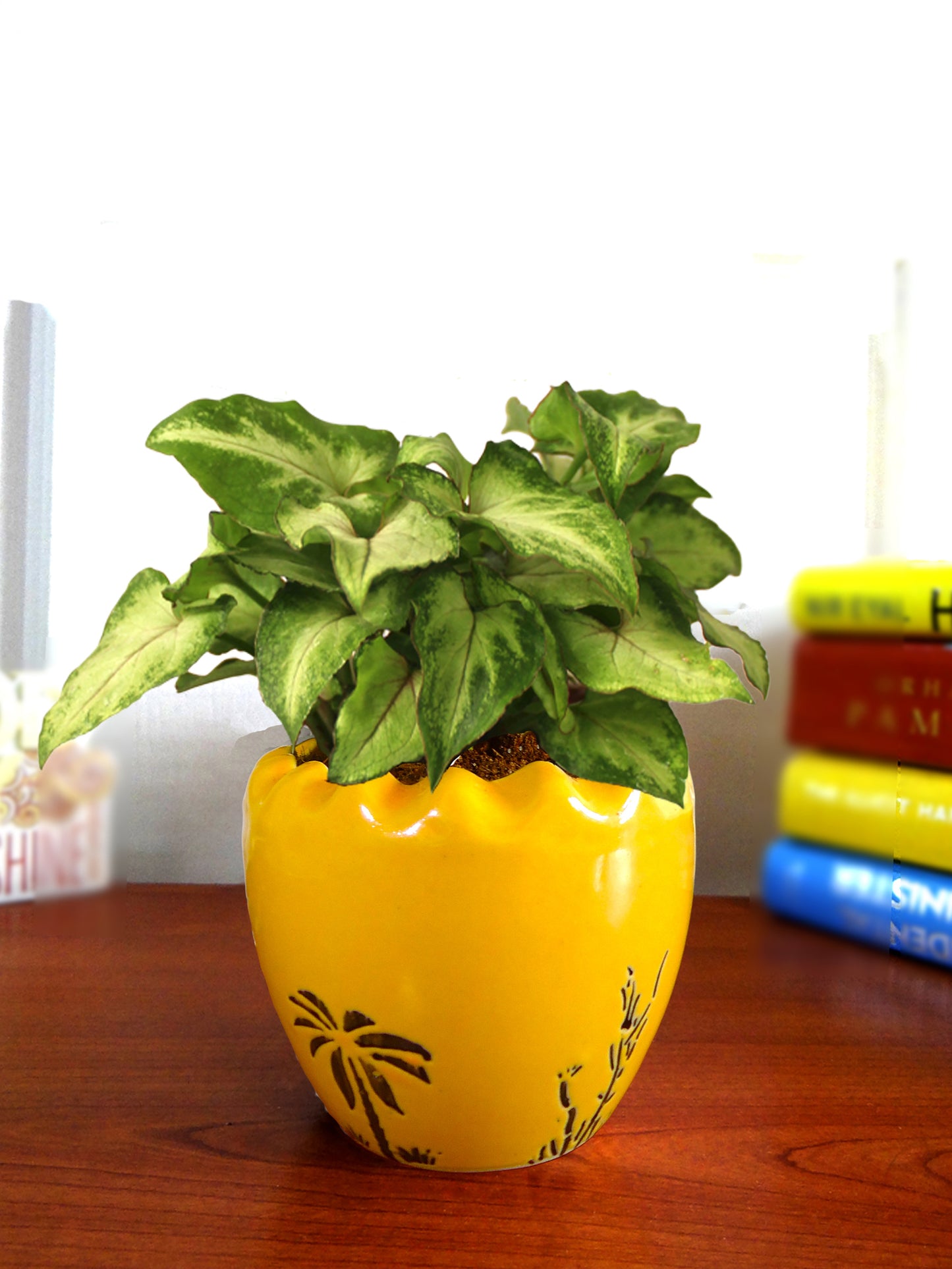 Good Luck Air Purifying Live Green Syngonium Plant in Yellow Ruffel Aroez Ceramic Pot