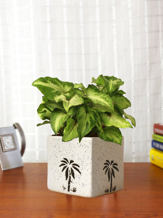 Good Luck Air Purifying Live Green Syngonium Plant in White Square Aroez Ceramic Pot