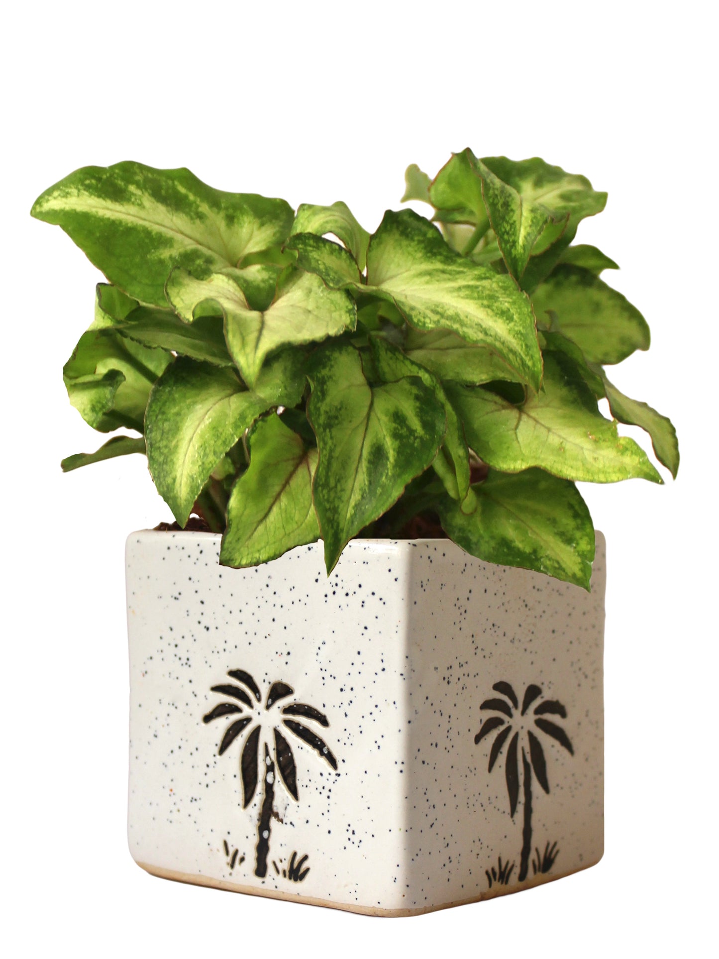 Good Luck Air Purifying Live Green Syngonium Plant in White Square Aroez Ceramic Pot