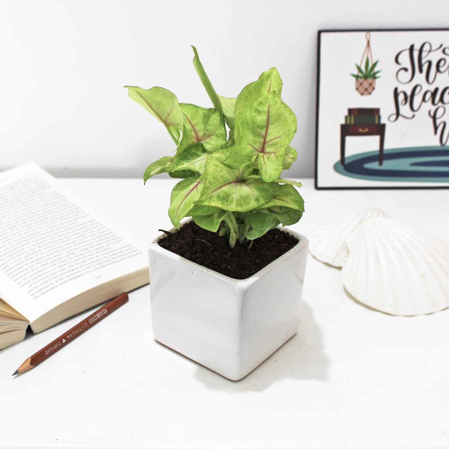 Rolling Nature Syngonium Green Air Purifying Good Luck Indoor Live Plant in White Square Glacier Ceramic Pot
