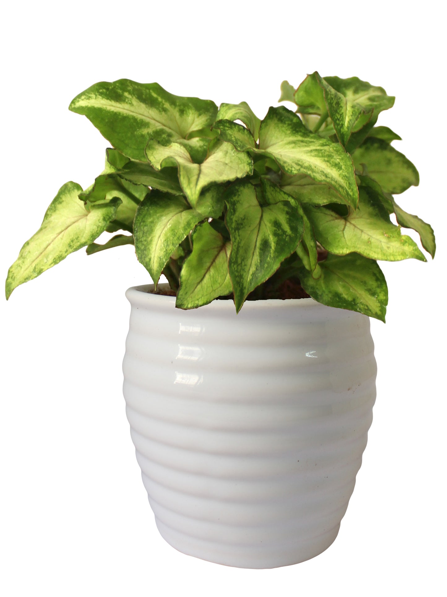Good Luck Green Syngonium Plant in White Ceramic Pot