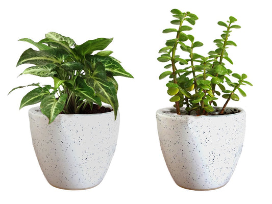 Air Purifying Good Luck Live Natural Plants in Exquisite Ceramic Pots. Best Indoor Plants online in India. Best green gifts for corporate or any occasions. Love plants as gifts. Crassula Jade quality houseplants shipped all over India.