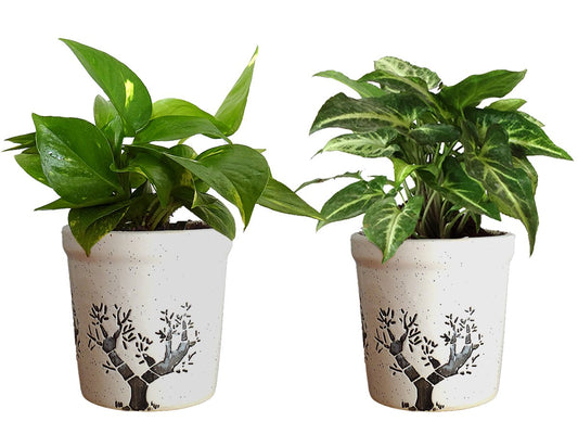 Combo Of Good Luck Air Purifying Live Money Plant and Syngonium Green Plant in White Jar Aroez Ceramic Pot