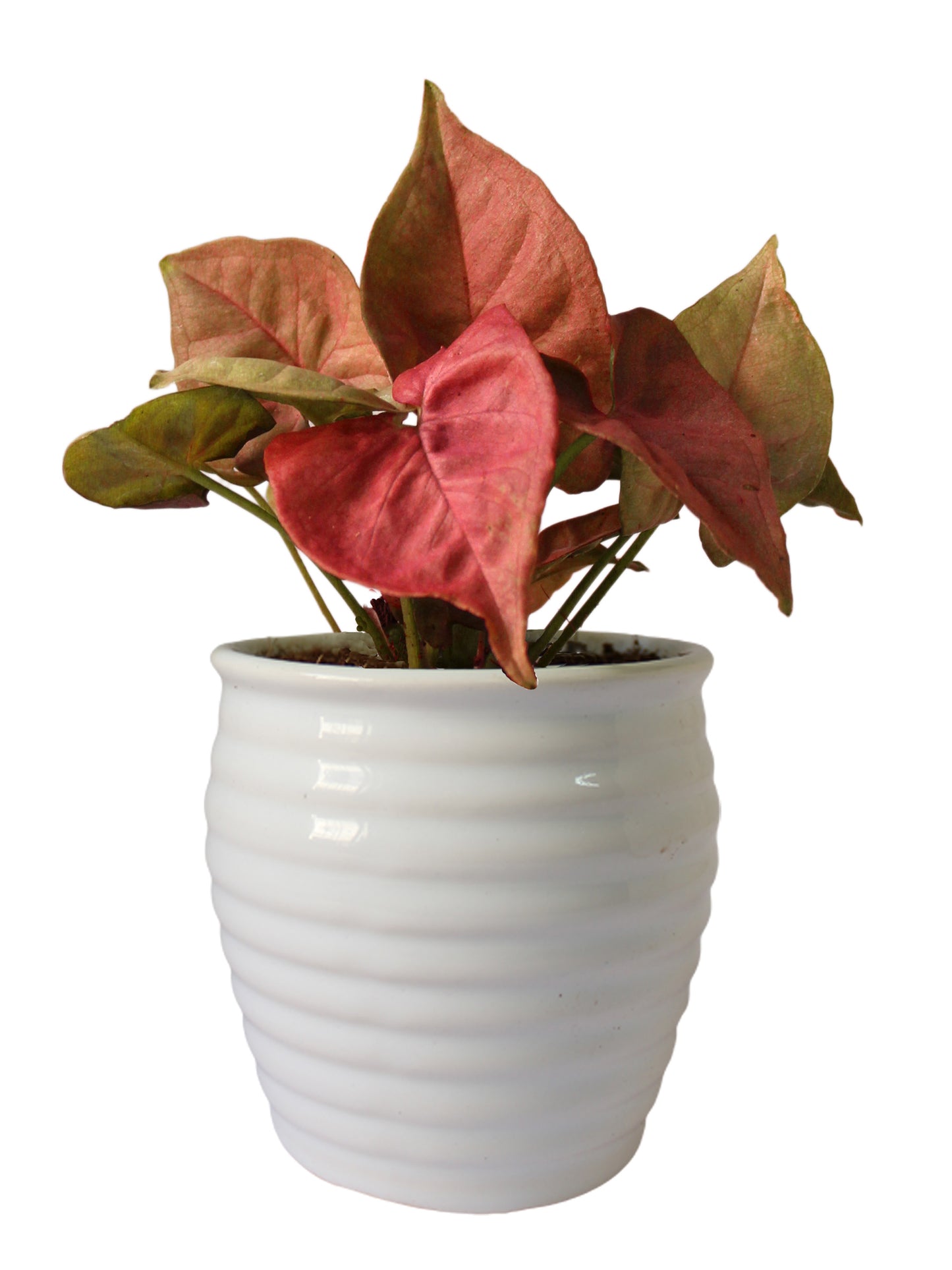 Good Luck Pink Syngonium Plant in White Ceramic Pot