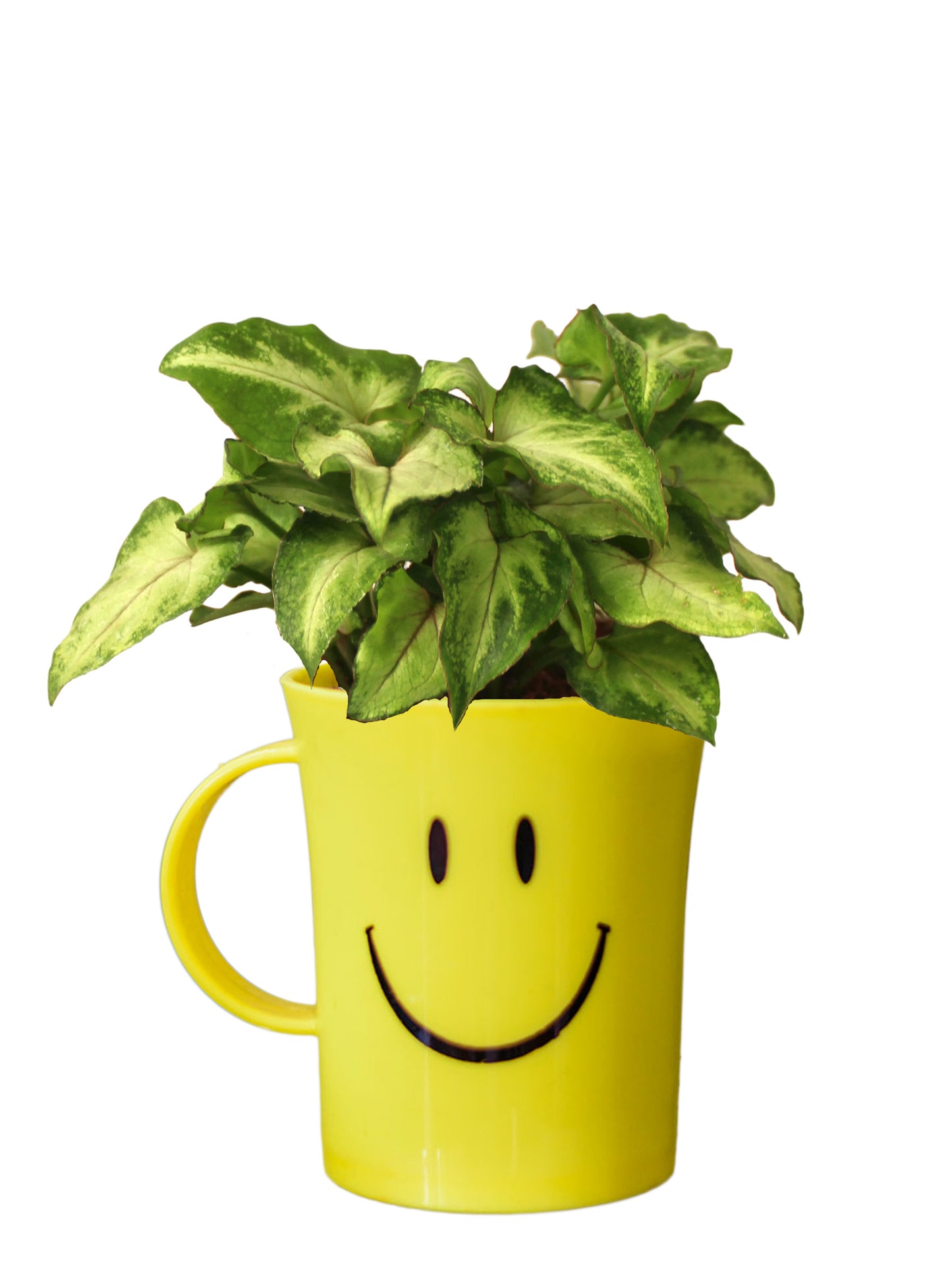 Good Luck Syngonium Green in Smiley Cup