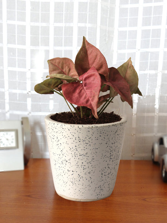 Good Luck  Air Purifying Live Pink Syngonium Plant in White Bucket Dew Ceramic Pot