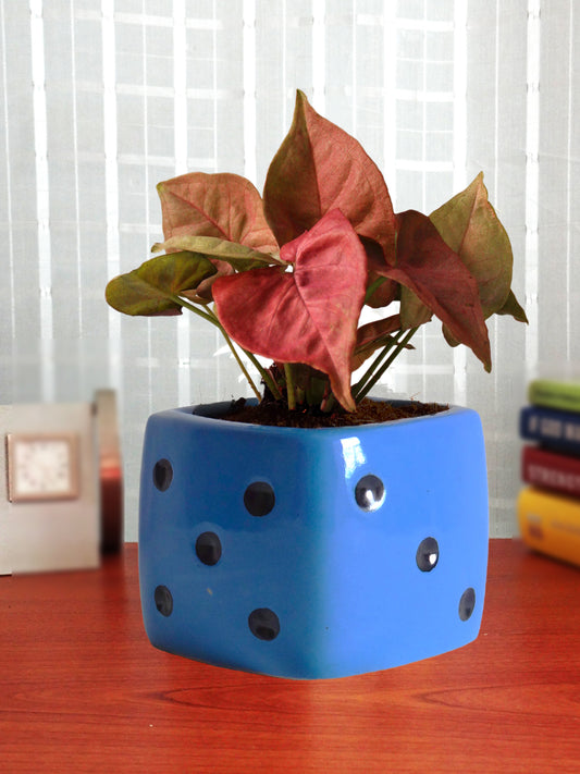 Good Luck Air Purifying Pink Syngonium Plant In Blue Dice Ceramic Pot