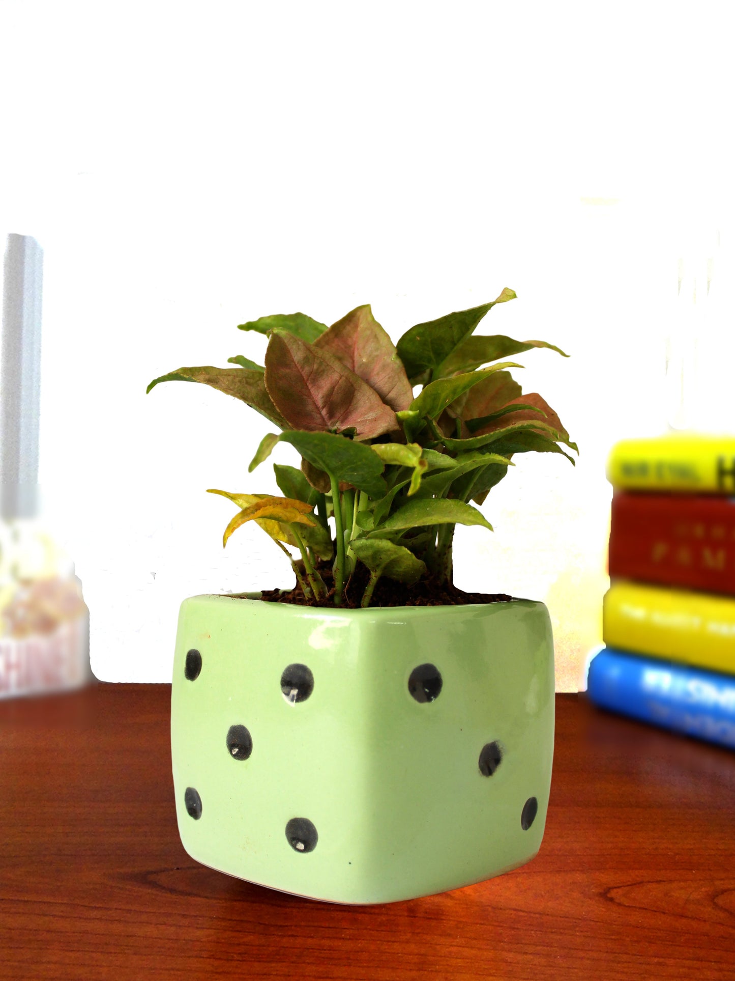 Good Luck Air Purifying Pink Syngonium Plant in Green Dice Ceramic Pot