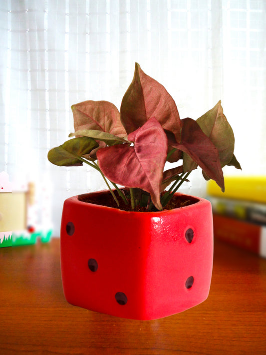 Good Luck Air Purifying Pink Syngonium Plant in Red Dice Ceramic Pot