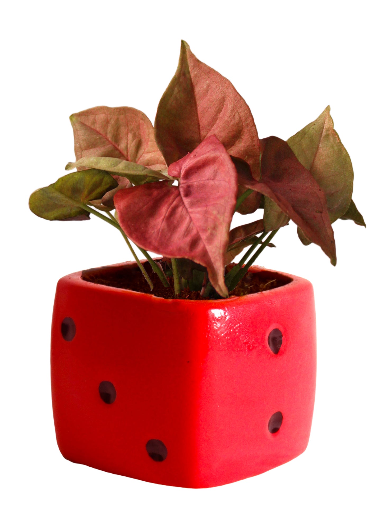 Good Luck Air Purifying Pink Syngonium Plant in Red Dice Ceramic Pot