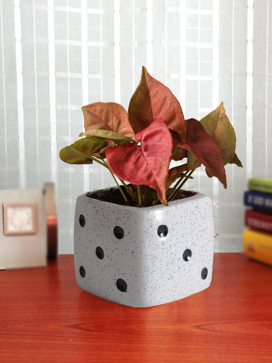 Good Luck Air Purifying Pink Syngonium Plant in White Dice Ceramic Pot
