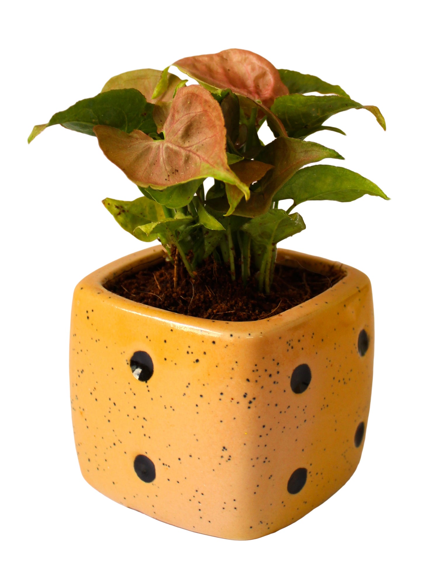 Good Luck Air Purifying Pink Syngonium Plant in Yellow Dice Ceramic Pot