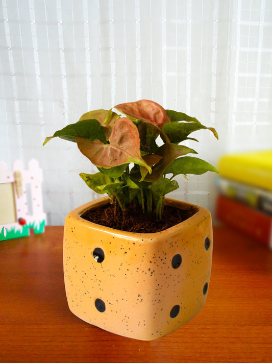 Good Luck Air Purifying Pink Syngonium Plant in Yellow Dice Ceramic Pot