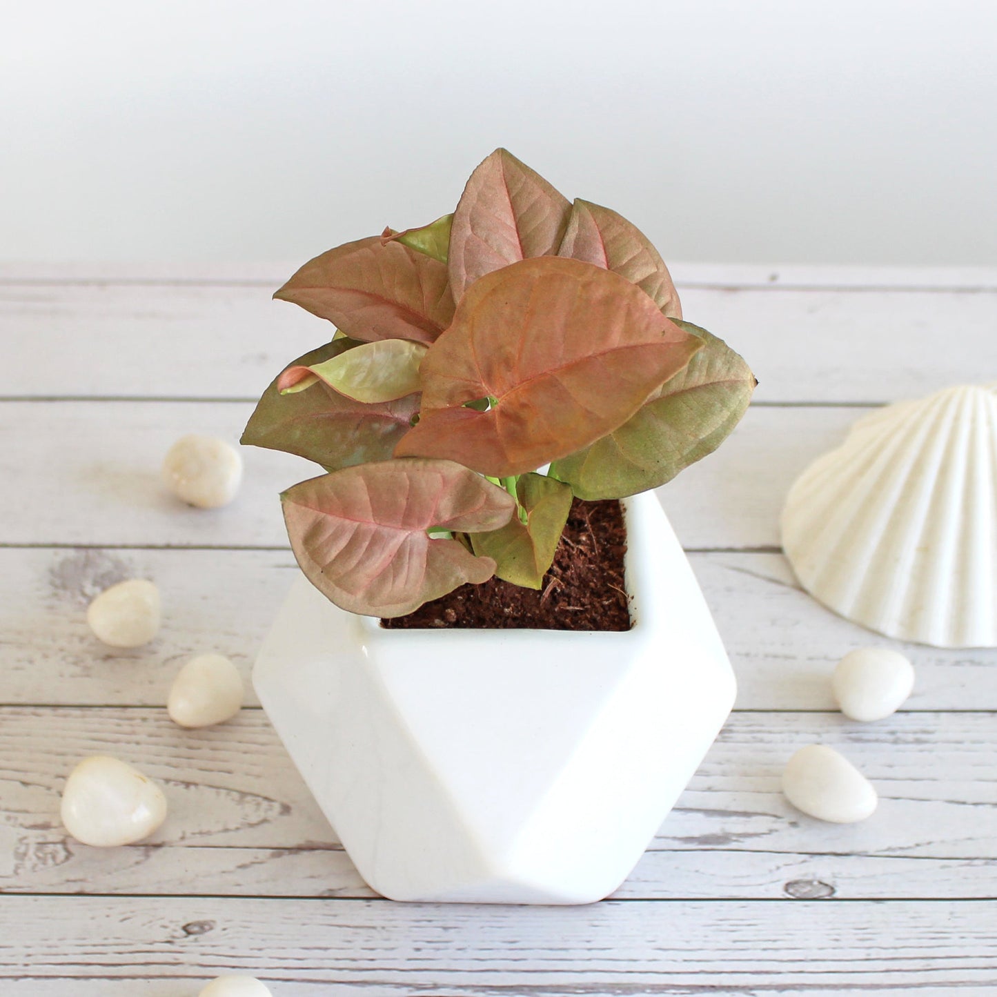 Rolling Nature Live Indoor Plant for Home Syngonium Pink in White Diamond Glacier Ceramic Pot