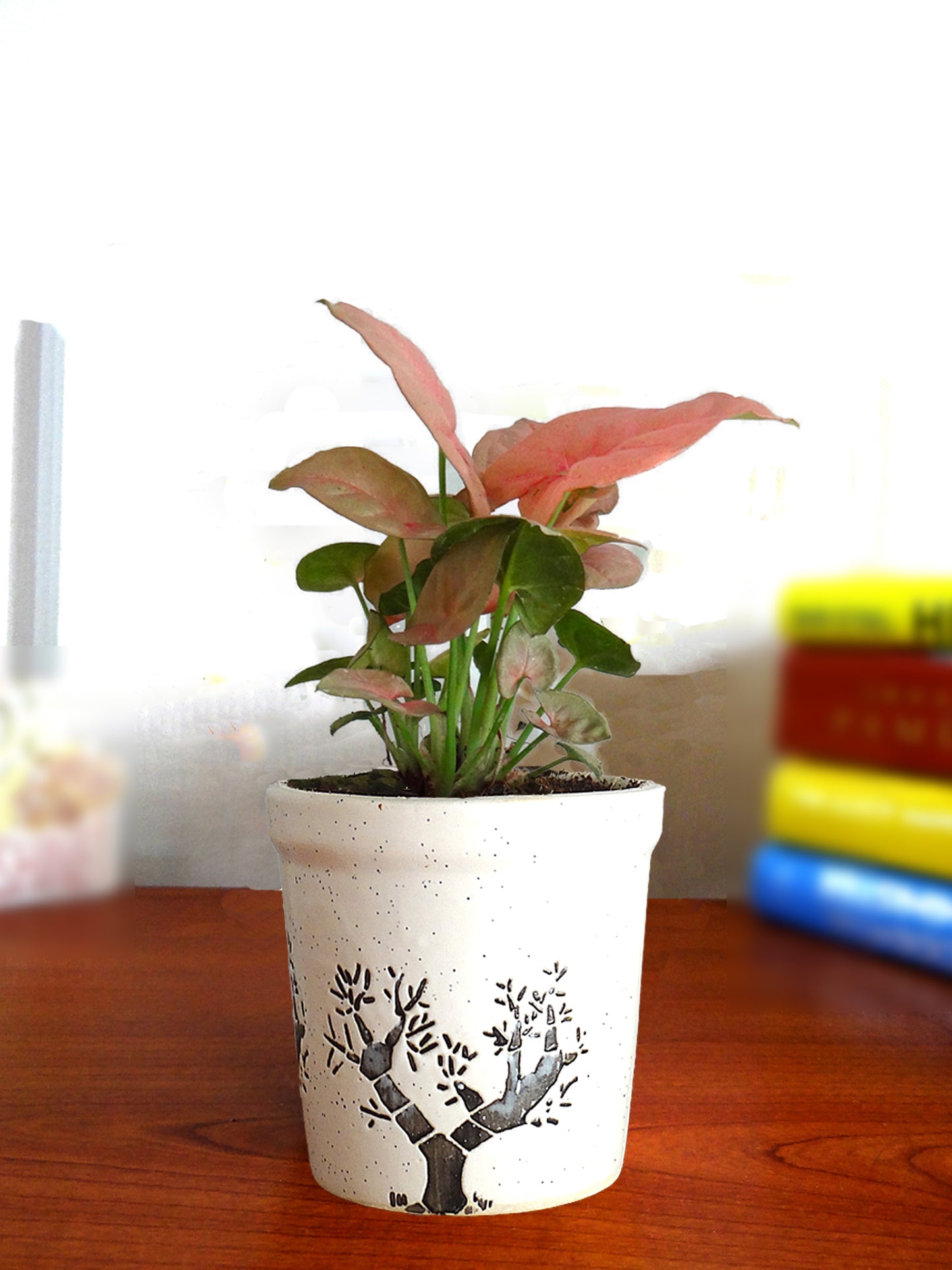 Good Luck Pink Syngonium Plant in White Jar Aroez Ceramic Pot
