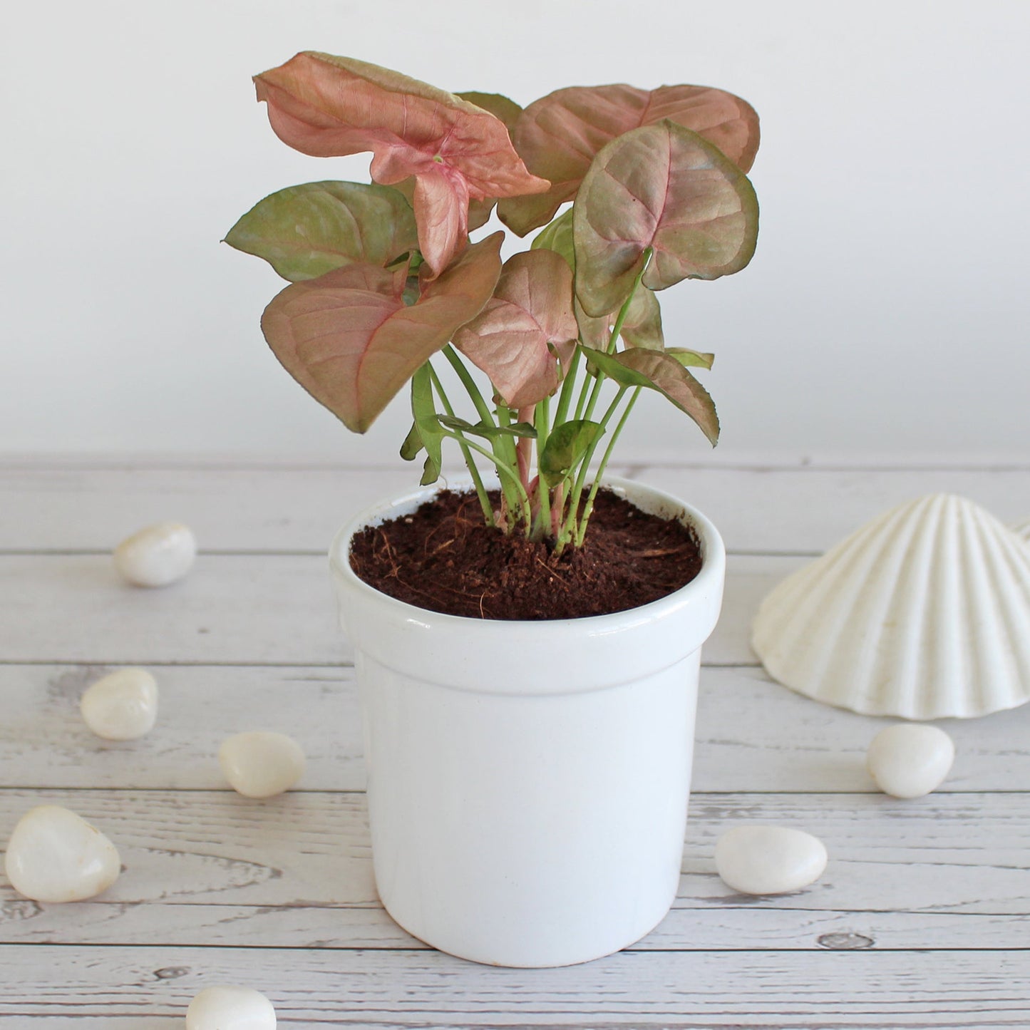 Rolling Nature Air Purifying Good Luck Syngonium Pink Plant Indoor Plant for Living Room in White Jar Glacier Ceramic Pot