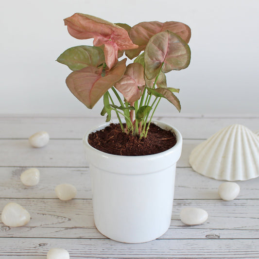 Rolling Nature Air Purifying Good Luck Syngonium Pink Plant Indoor Plant for Living Room in White Jar Glacier Ceramic Pot