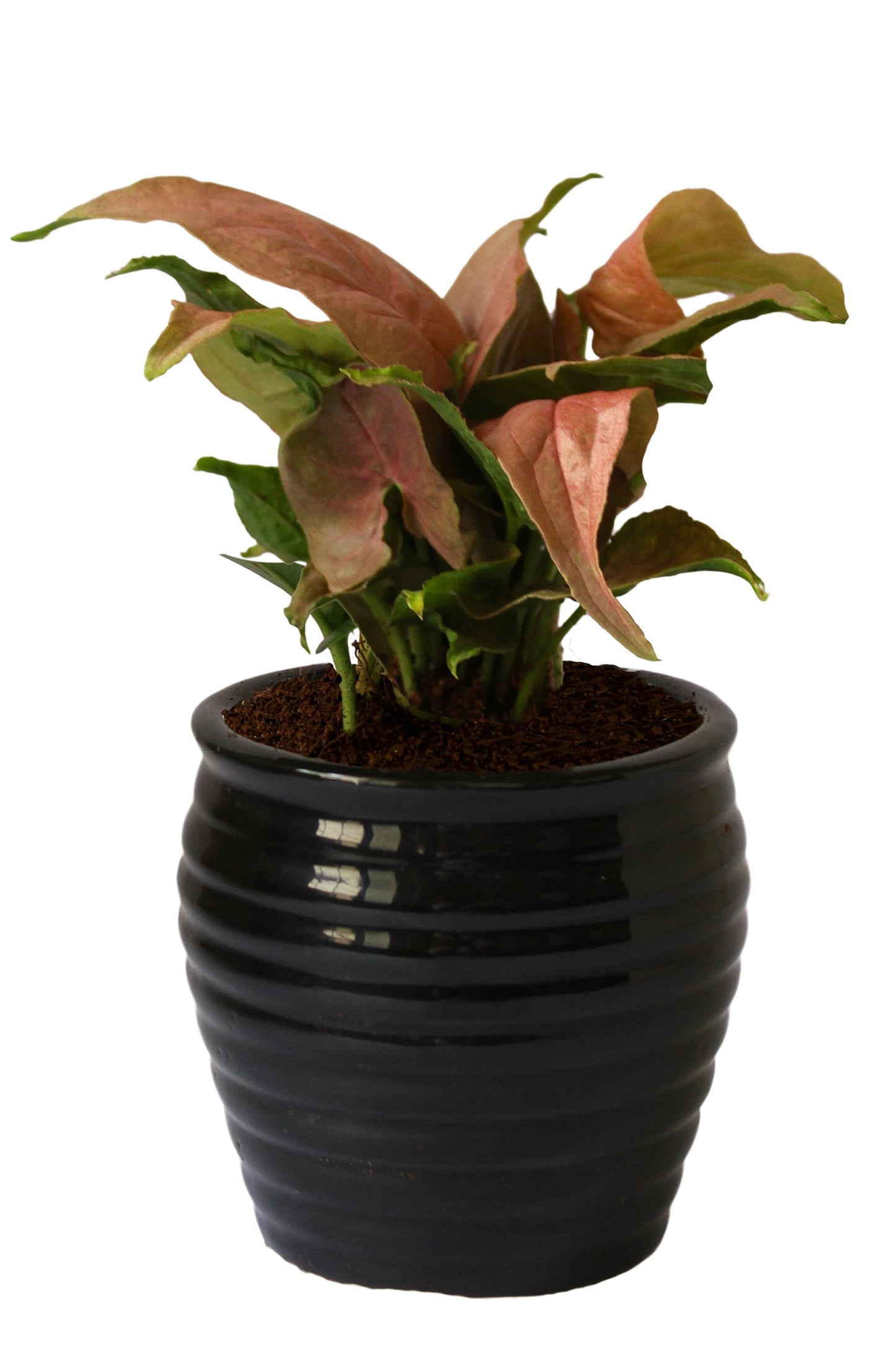 Rolling Nature Good Luck Air Purifying Pink Syngonium Plant in Black Ceramic Pot