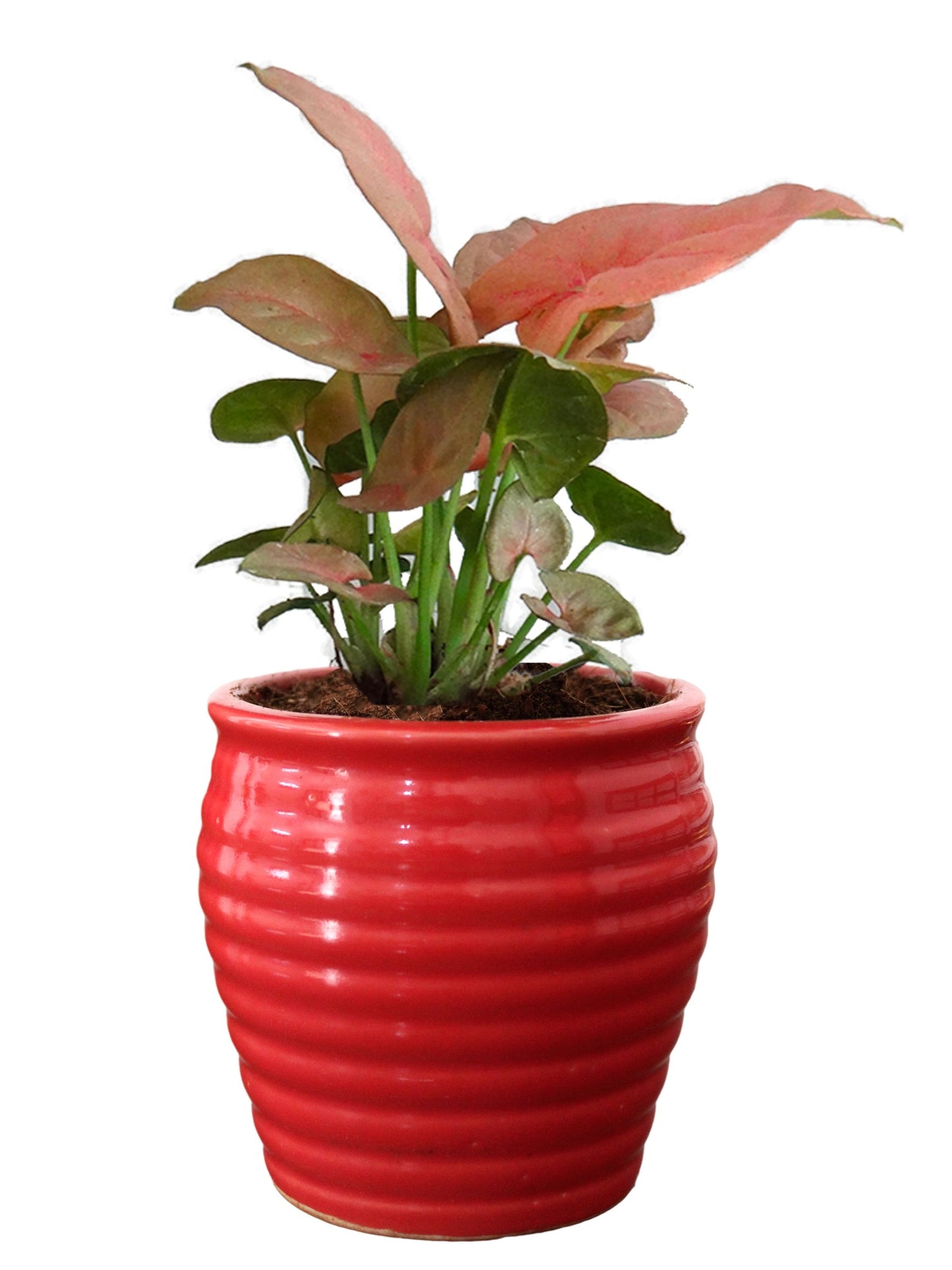 Rolling Nature Good Luck Air Purifying Live Pink Syngonium Plant in Red Ceramic Pot