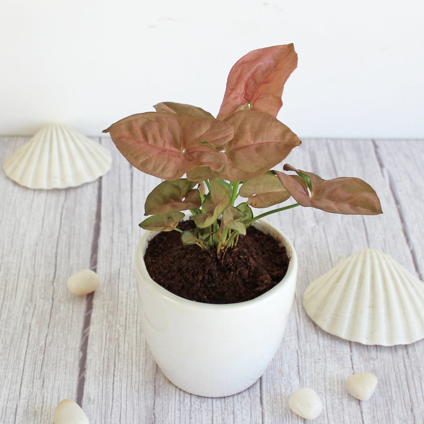 Rolling Nature Good Luck Air Purifier Pink Syngonium Indoor Plant in White Pear Glacier Ceramic Pot