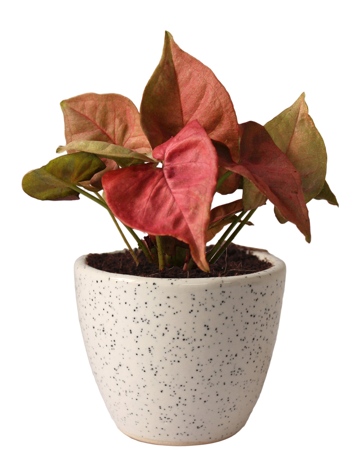 Good Luck Pink Syngonium Plant in White Round Dew Ceramic Pot