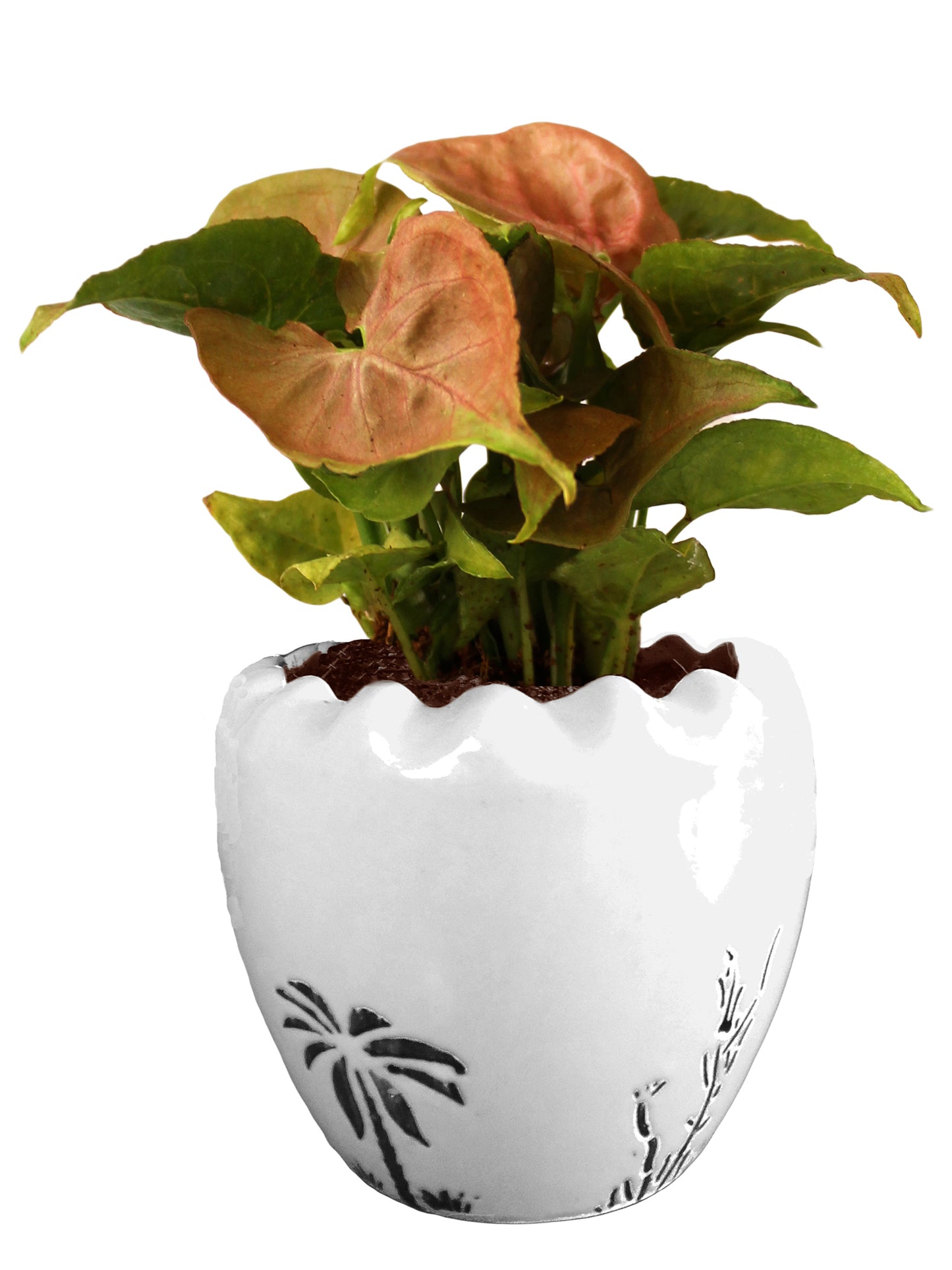 Good Luck Air Purifying Live Pink Syngonium Plant in White Ruffel Aroez Ceramic Pot
