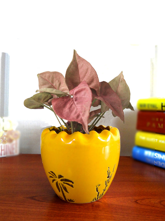 Good Luck Air Purifying Live Pink Syngonium Plant in Yellow Ruffel Aroez Ceramic Pot