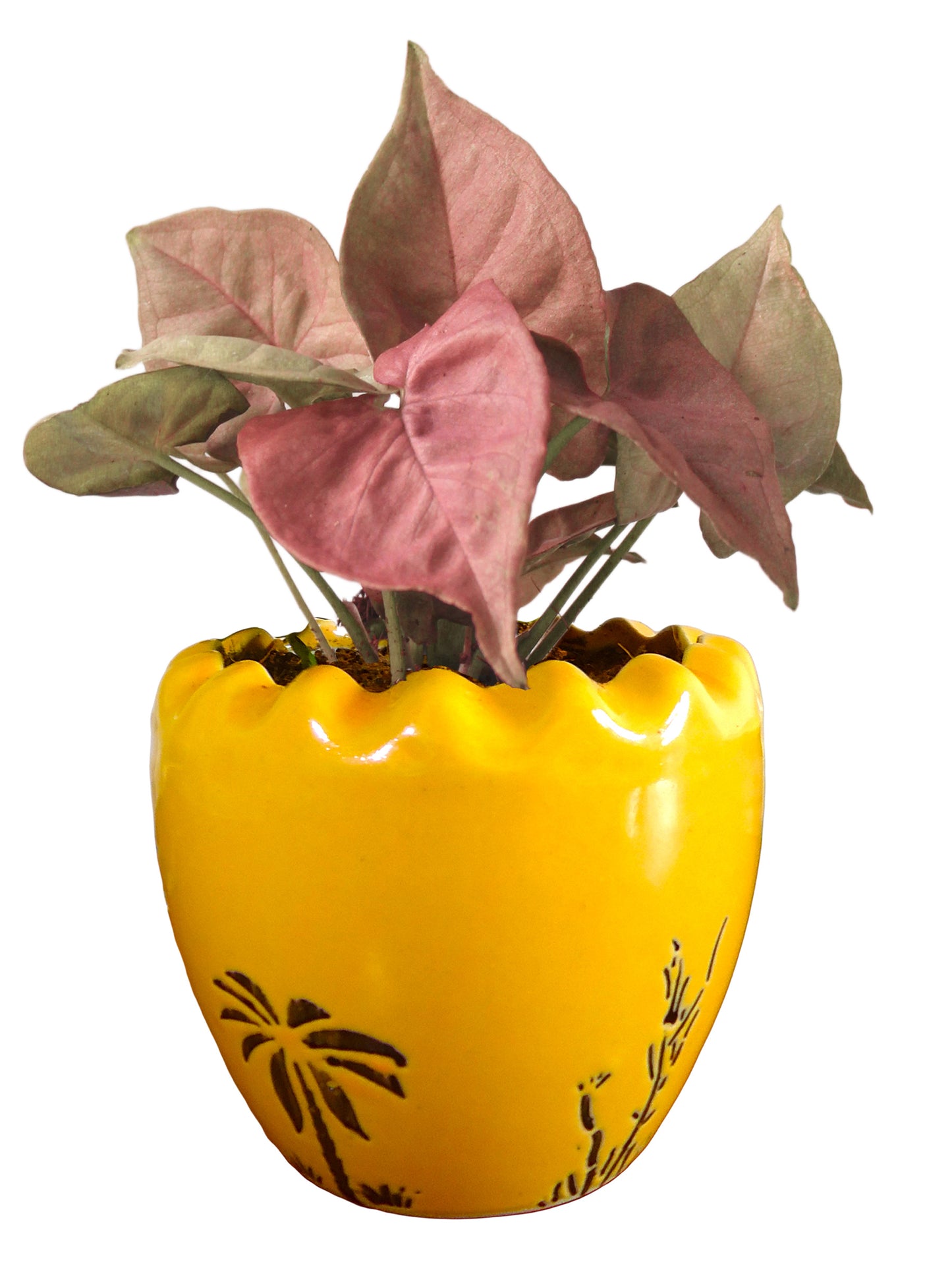 Good Luck Air Purifying Live Pink Syngonium Plant in Yellow Ruffel Aroez Ceramic Pot