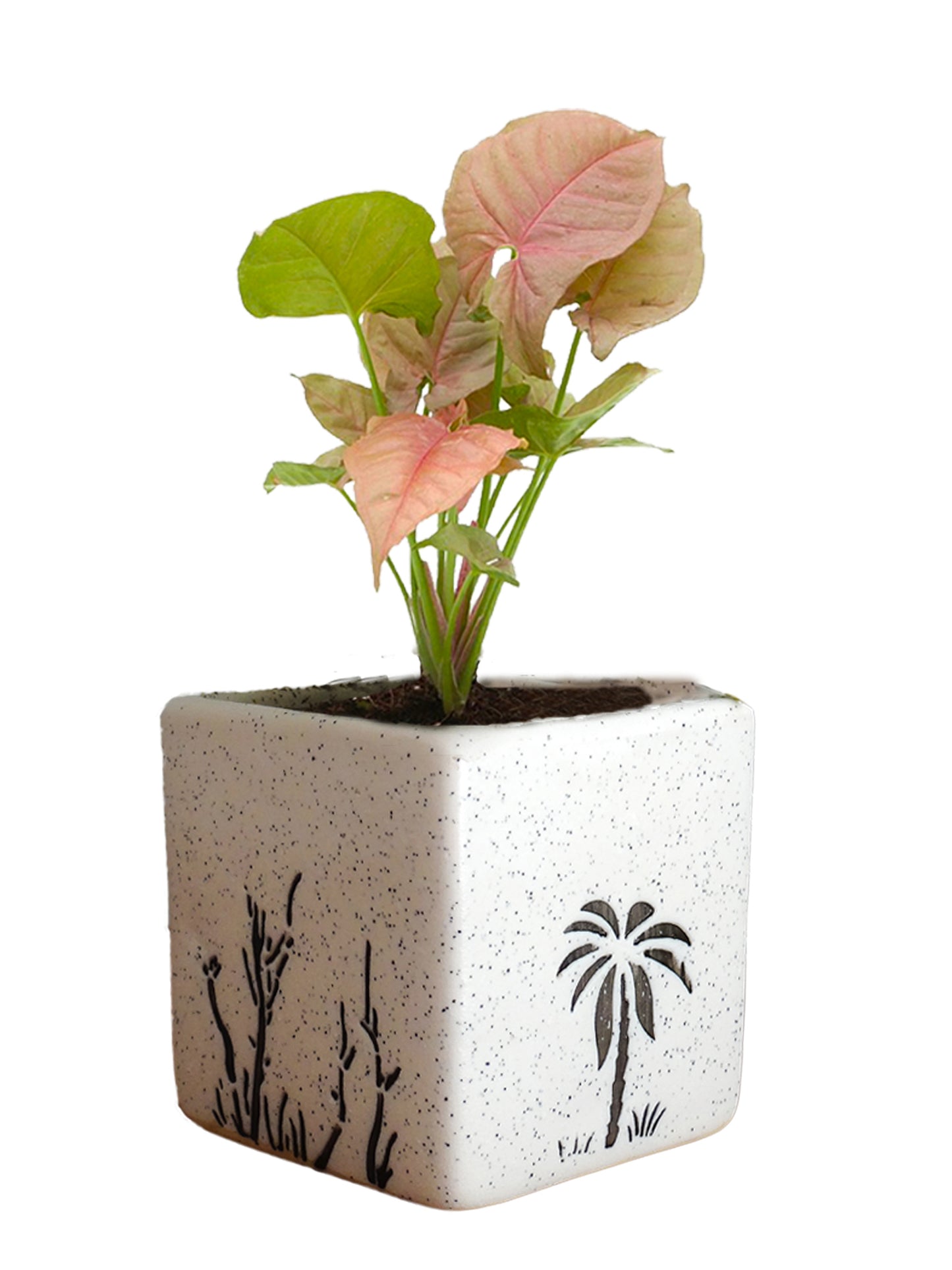Good Luck Pink Syngonium Plant in White Square Aroez Ceramic Pot