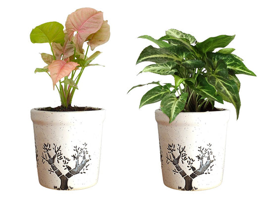 Air Purifying Good Luck Live Natural Plants in Exquisite Ceramic Pots. Best Indoor Plants online in India. Best green gifts for corporate or any occasions. Love plants as gifts. Syngonium shipped all over India.