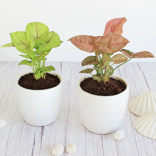 Rolling Nature Combo of Air Purifying Good Luck Live Indoor Plants for Home Pink Syngonium and Green Syngonium in White Pear Glacier Ceramic Pots