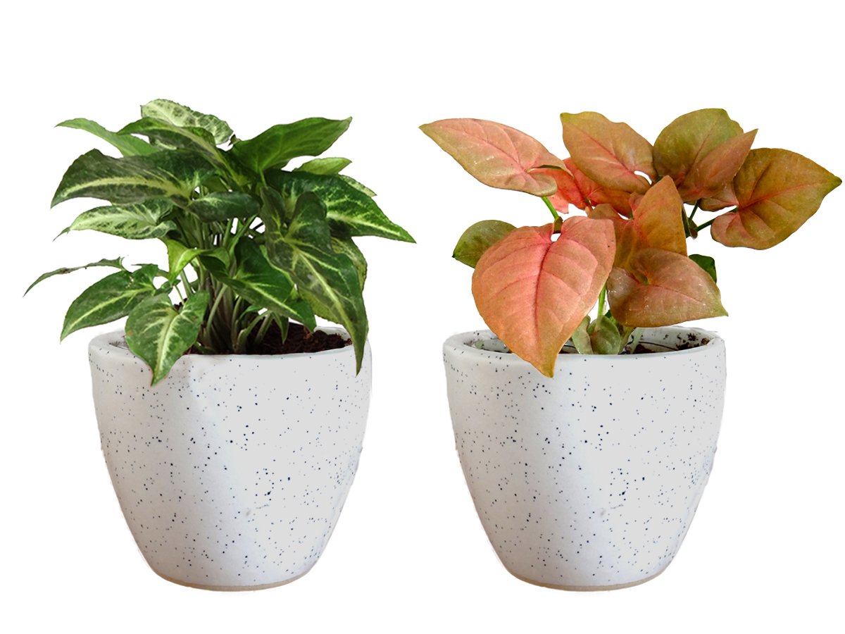 Air Purifying Good Luck Live Natural Plants in Exquisite Ceramic Pots. Best Indoor Plants online in India. Best green gifts for corporate or any occasions. Love plants as gifts. Money Plant Syngonium shipped all over India.