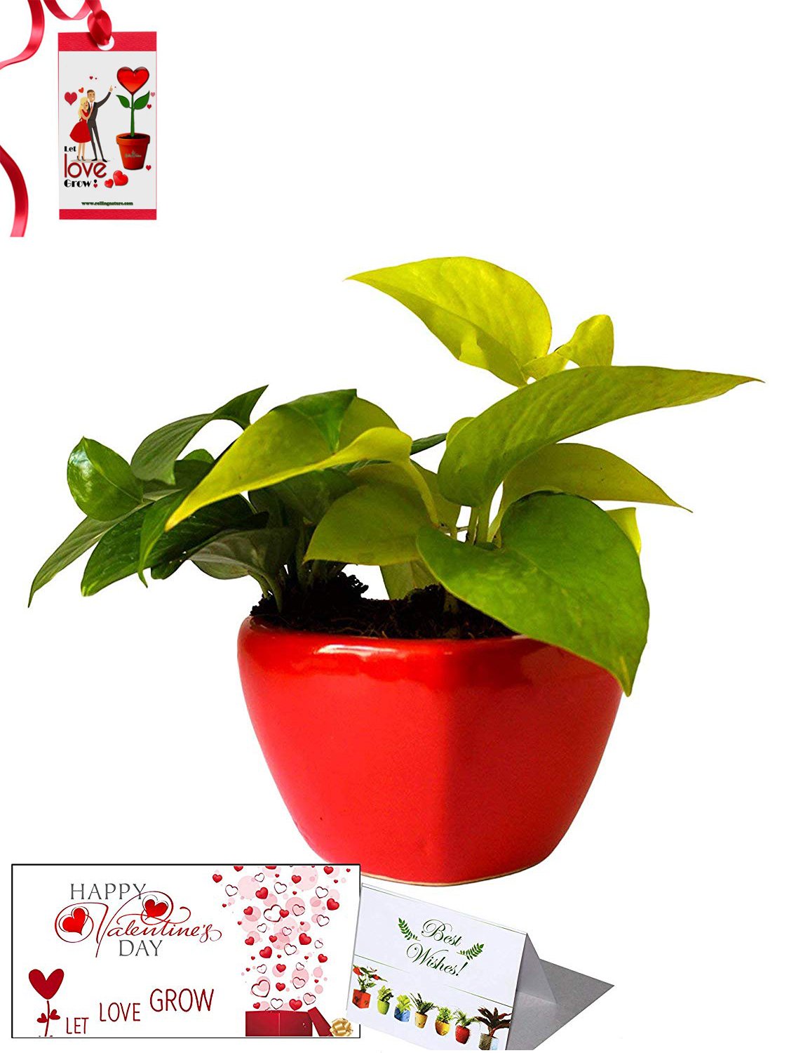 Valentine's Day Combo of Good Luck Air Purifying Money Plants Duet in Red Heart Ceramic Pot