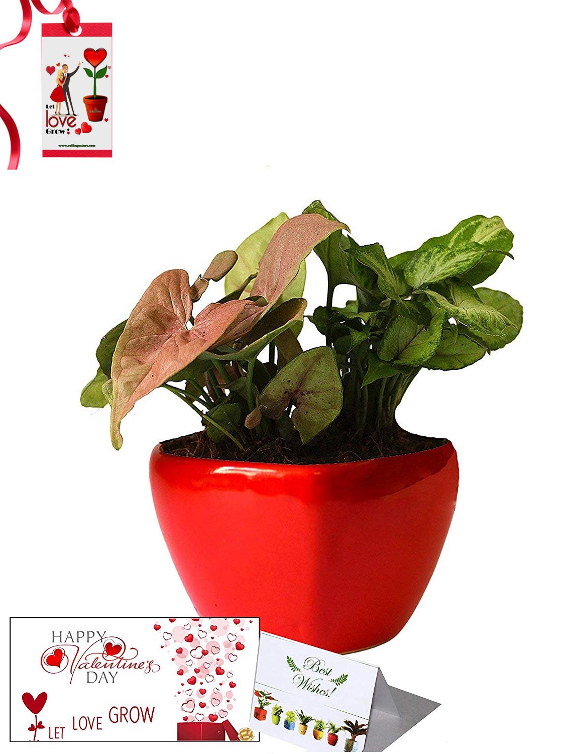 Valentine's Day Combo of Good Luck Air Purifying Syngonium Plants Duet in Red Heart Ceramic Pot