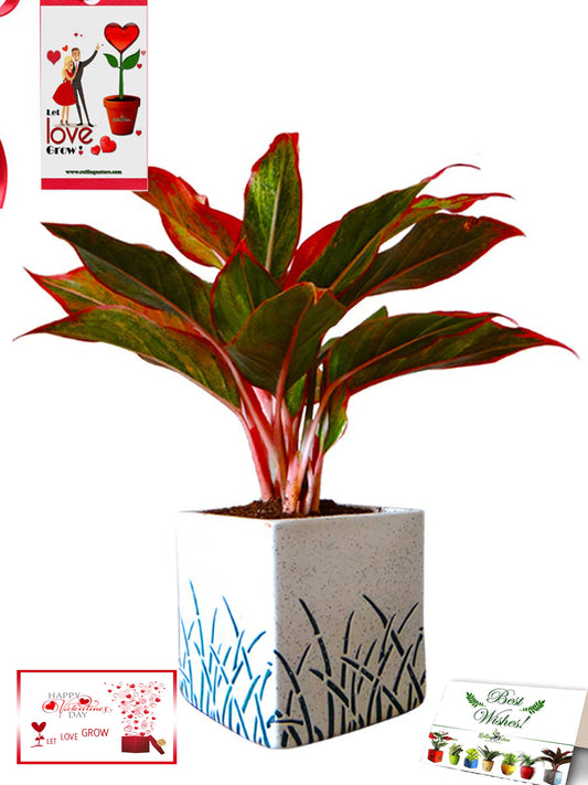 Valentine's Day Combo of Good Luck Air Purifying Red Aglaonema Siam Aurora Chinese Evergreen Plant In White Cube Aroez Ceramic Pot