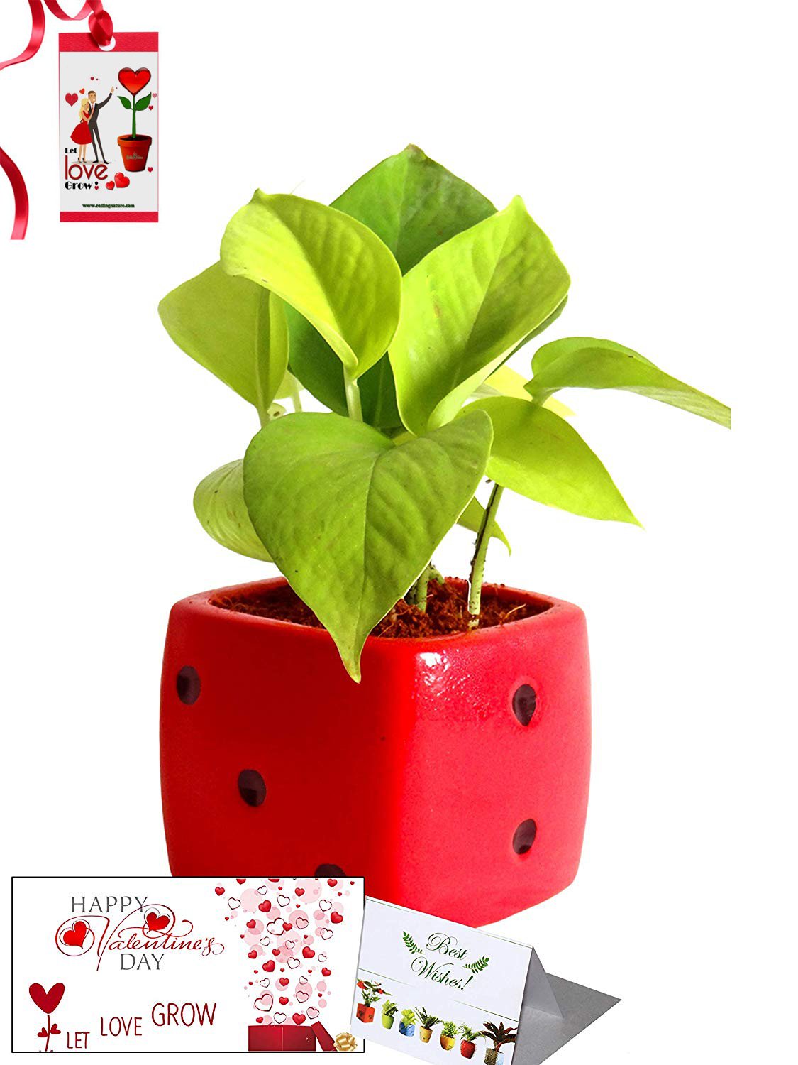 Valentine's Day Combo of Good Luck Air Purifying Golden Money Plant in Red Dice Ceramic Pot
