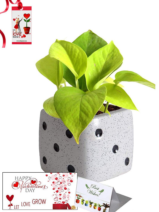 Valentine's Day Combo of Good Luck Air Purifying Golden Money Plant in White Dice Ceramic Pot