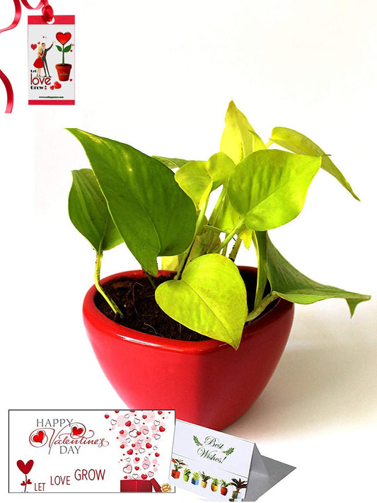 Valentine's Day Combo of Good Luck Air Purifying Golden Money Plant in Red Heart Ceramic Pot