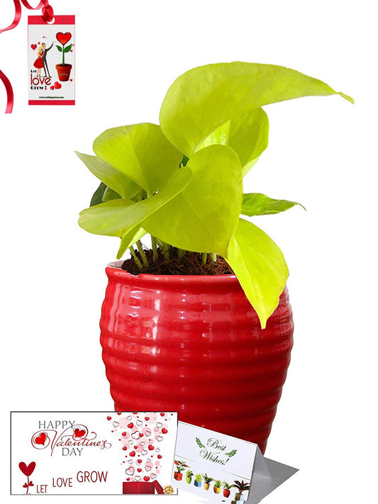 Valentine's Day Combo of Good Luck Air Purifying Golden Money Plant in Red Ceramic Pot