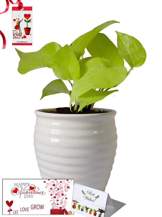 Valentine's Day Combo of Good Luck Air Purifying Golden Money Plant in White Ceramic Pot
