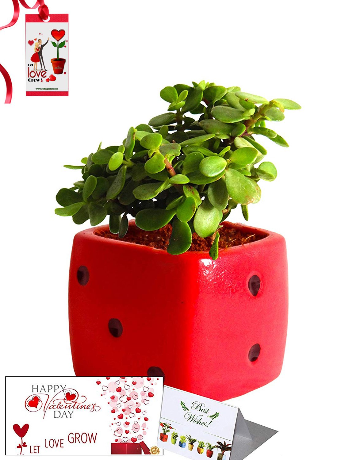 Valentine's Day Combo of Good Luck Air Purifying Jade Plant in Red Dice Ceramic Pot
