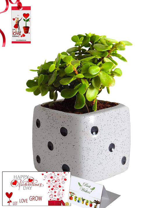 Valentine's Day Combo of Good Luck Air Purifying Jade Plant in White Dice Ceramic Pot