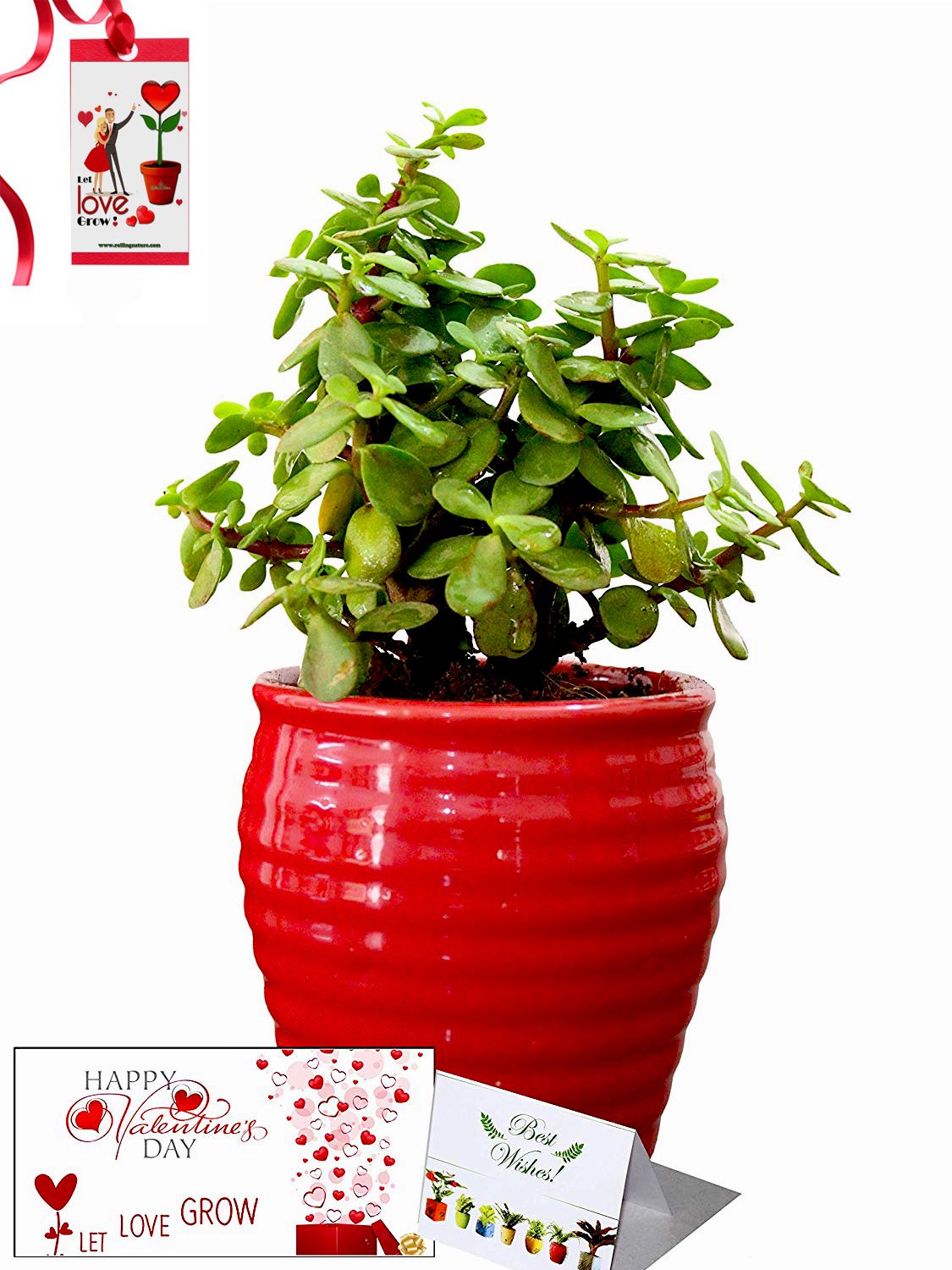 Valentine's Day Combo of Good Luck Air Purifying Jade Plant in Red Ceramic Pot