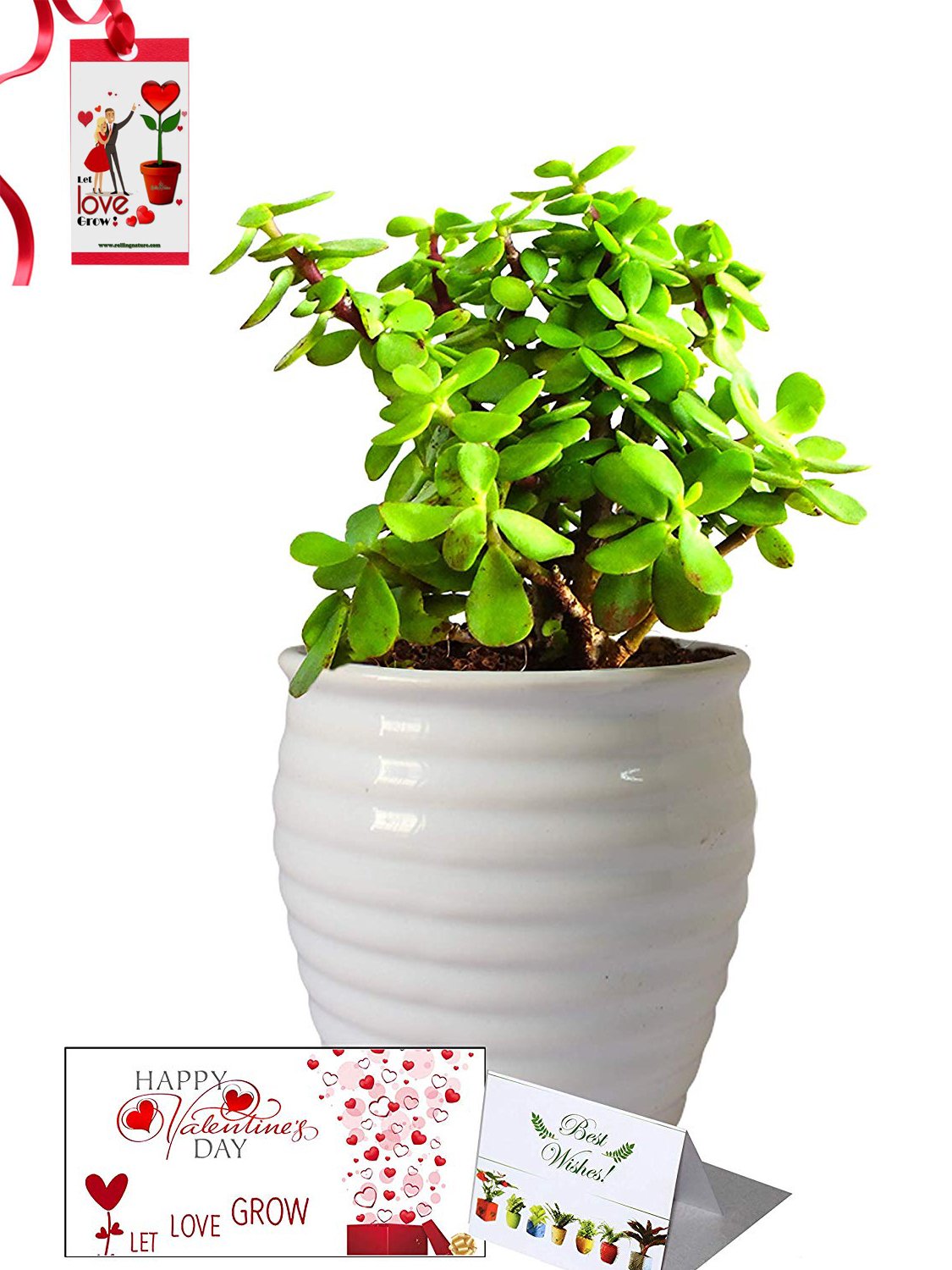 Valentine's Day Combo of Good Luck Air Purifying Jade Plant in White Ceramic Pot