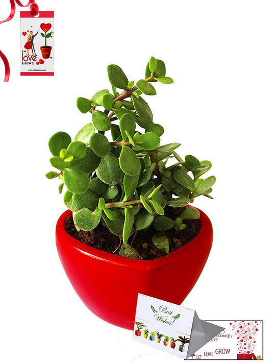 Valentine's Day Combo of Good Luck Air Purifying Jade Plant in Red Heart Ceramic Pot