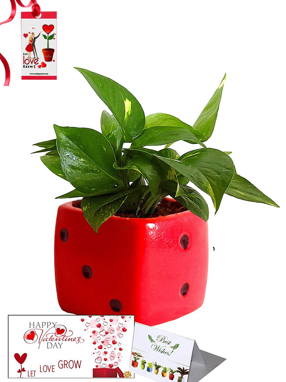 Valentine's Day Combo of Good Luck Air Purifying Money Plant in Red Dice Ceramic Pot