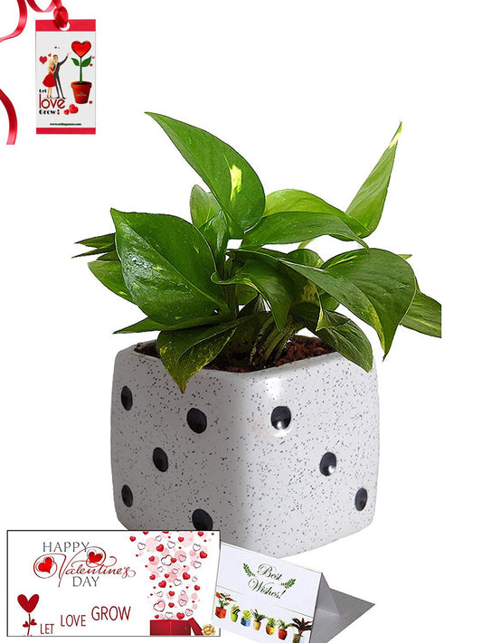 Valentine's Day Combo of Good Luck Air Purifying Money Plant in White Dice Ceramic Pot