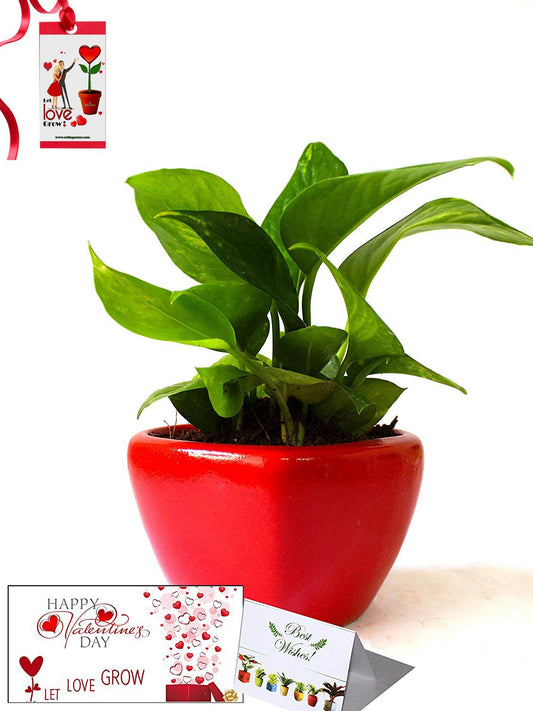Valentine's Day Combo of Good Luck Air Purifying Money Plant in Red Heart Ceramic Pot