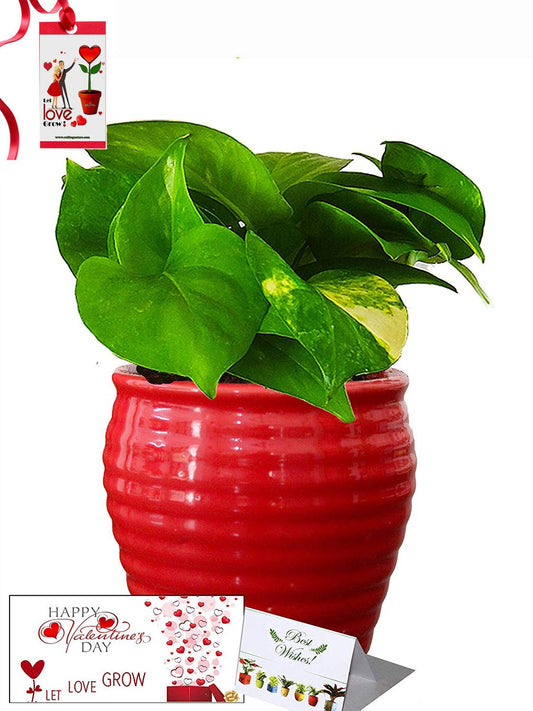 Valentine's Day Combo of Good Luck Air Purifying Money Plant in Red Ceramic Pot